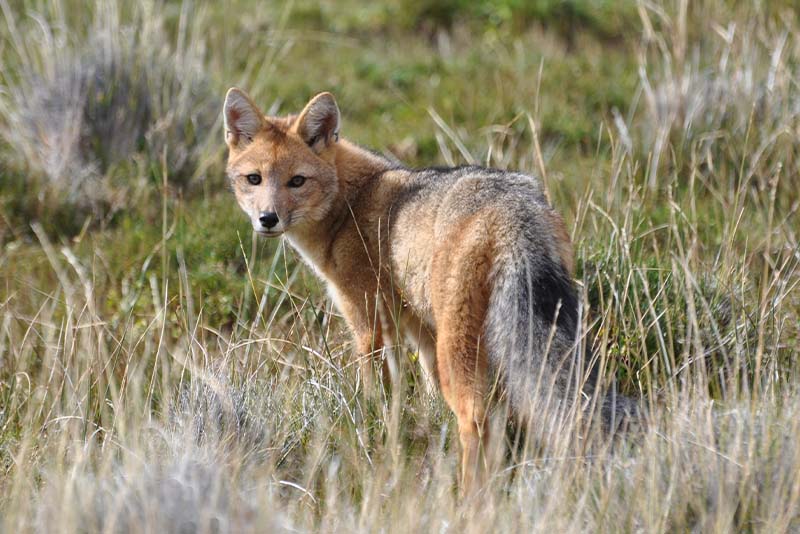 Puma Encounter-Right