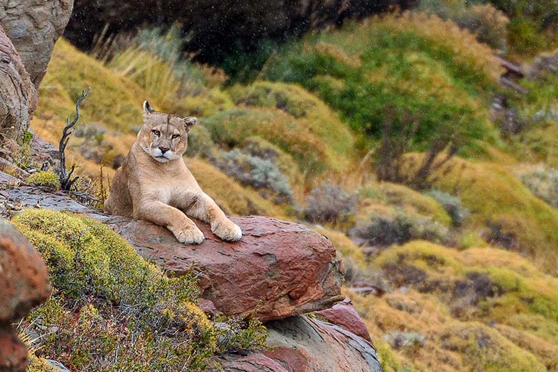 Puma Tracker-Left