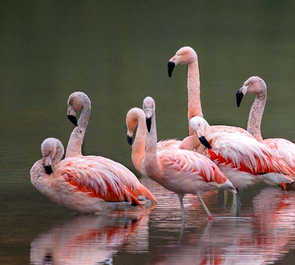 descrição da imagem