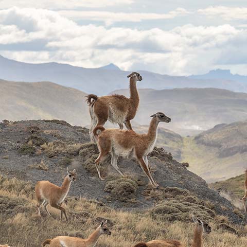 Wildlife<br />Adventures