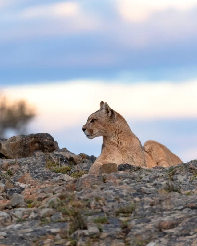 First light. Crisp Patagonian air. And a chance to meet the wild, elusive puma. Headlining the new adventures at Tierra Patagonia this season is the Puma Pursuit. Beginning in the dawn when big cats are at their most active, the journey offers the best chance of a sighting from afar.

While pumas are masters of camouflage, expert guides are adept at spotting opportunities for a chance encounter while sharing insights into the region’s ecology, geology and wildlife - from guanacos and condors to foxes and flamingos. The search itself becomes a rare privilege: to experience Patagonia in perfect, natural harmony. 

#TierraPatagonia #BaillieLodges 

📷: piavergarafotografia jeffreykieffer